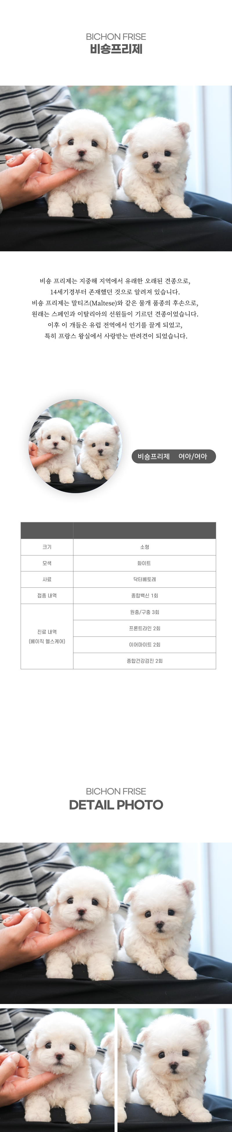미니비숑_상세이미지_2